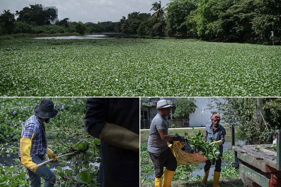 'Hyacinthesis' Accelerator launches to convert Water Hyacinth into livelihood opportunities